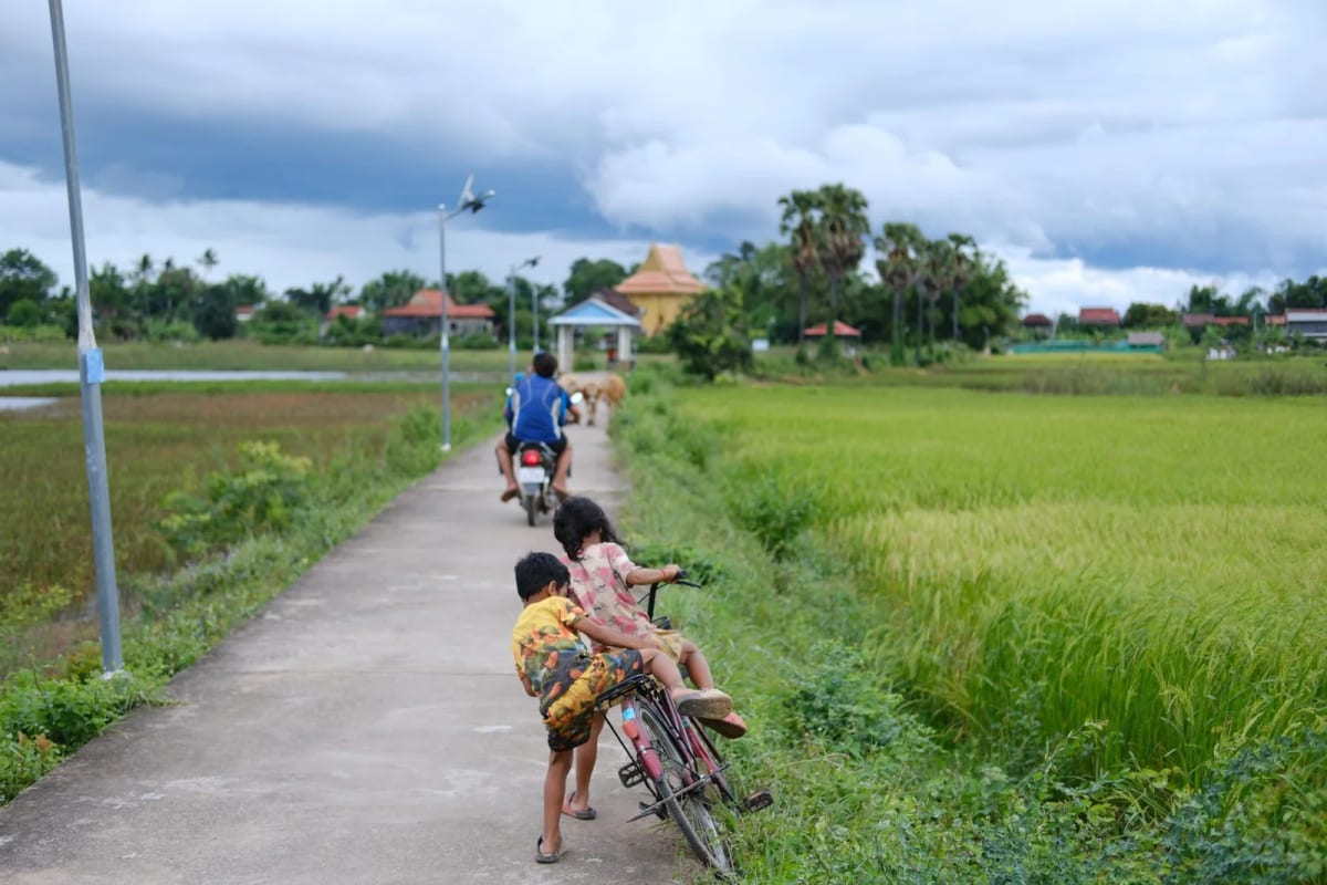 Chemin de terre entre les rizières et palmiers à sucre de la campagne cambodgienne, près de Battambang