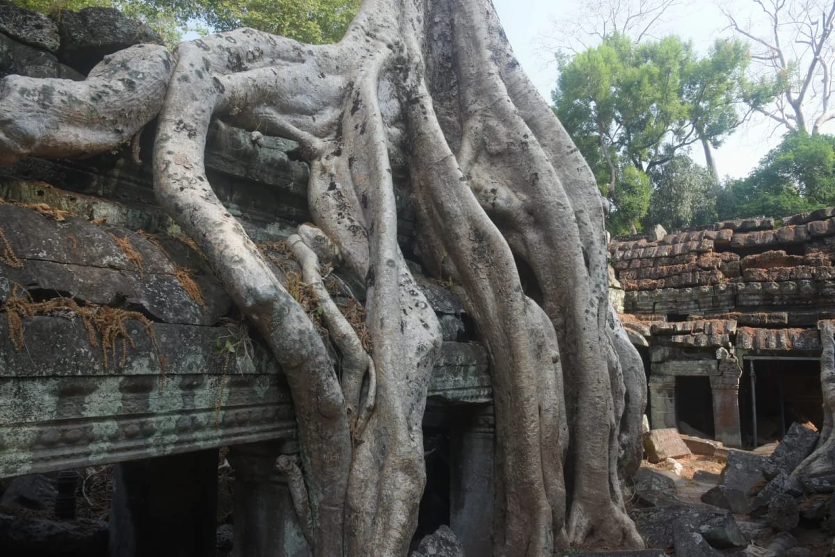 Racines de fromager enserrant une galerie de Ta Prohm, à Angkor
